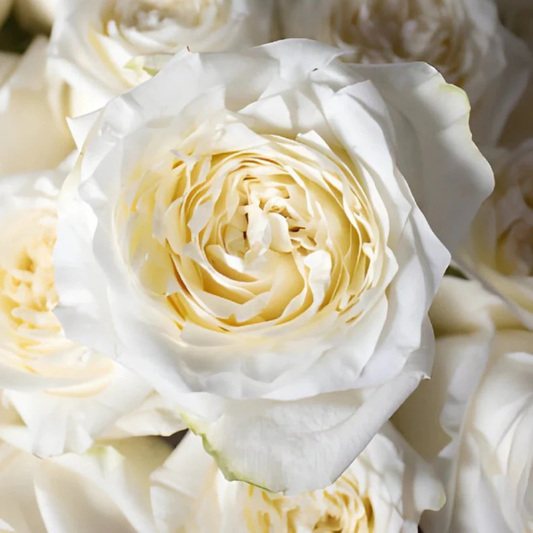 WHITE ROSES
