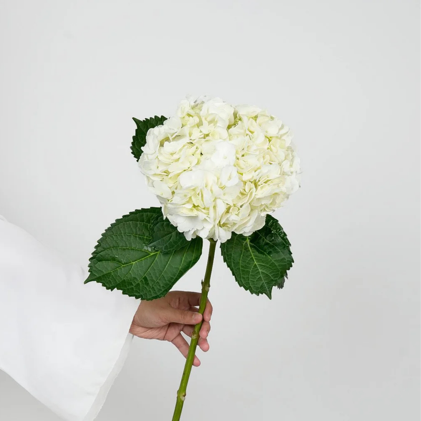 WHITE HYDRANGEA