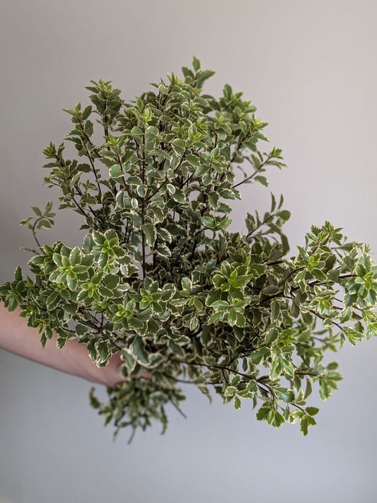 Bunch of Pittosporum