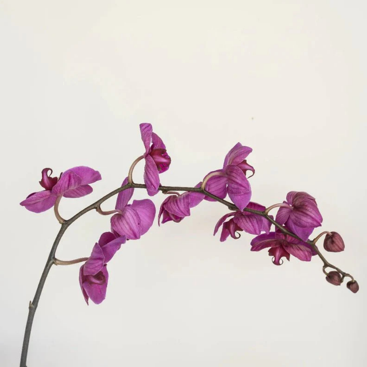 PURPLE ORCHIDS