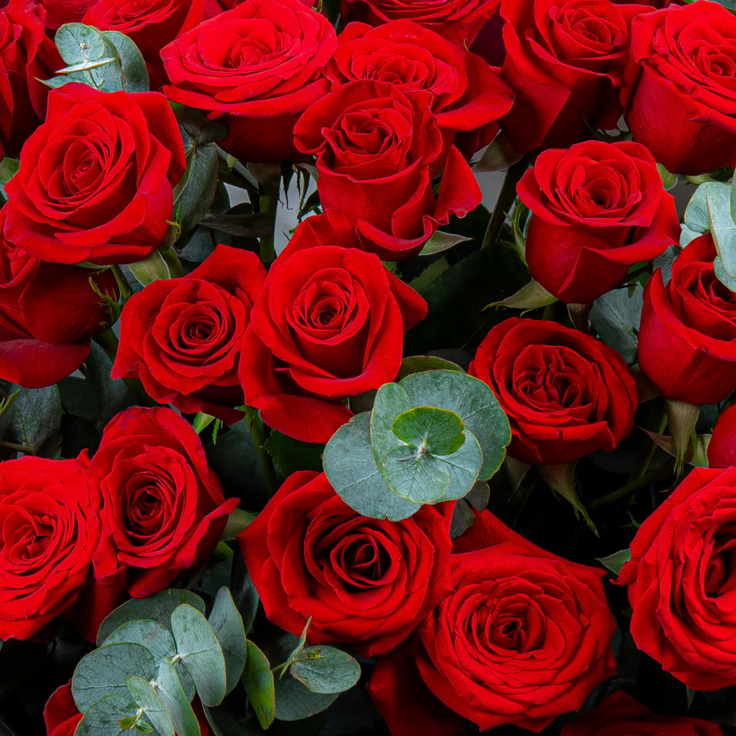 RED ROSES