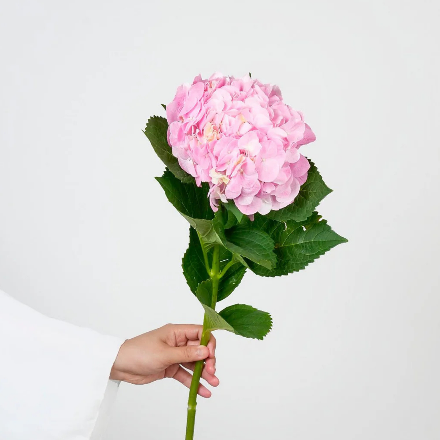 PINK HYDRANGEA