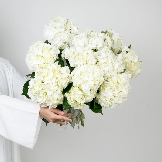 WHITE HYDRANGEA