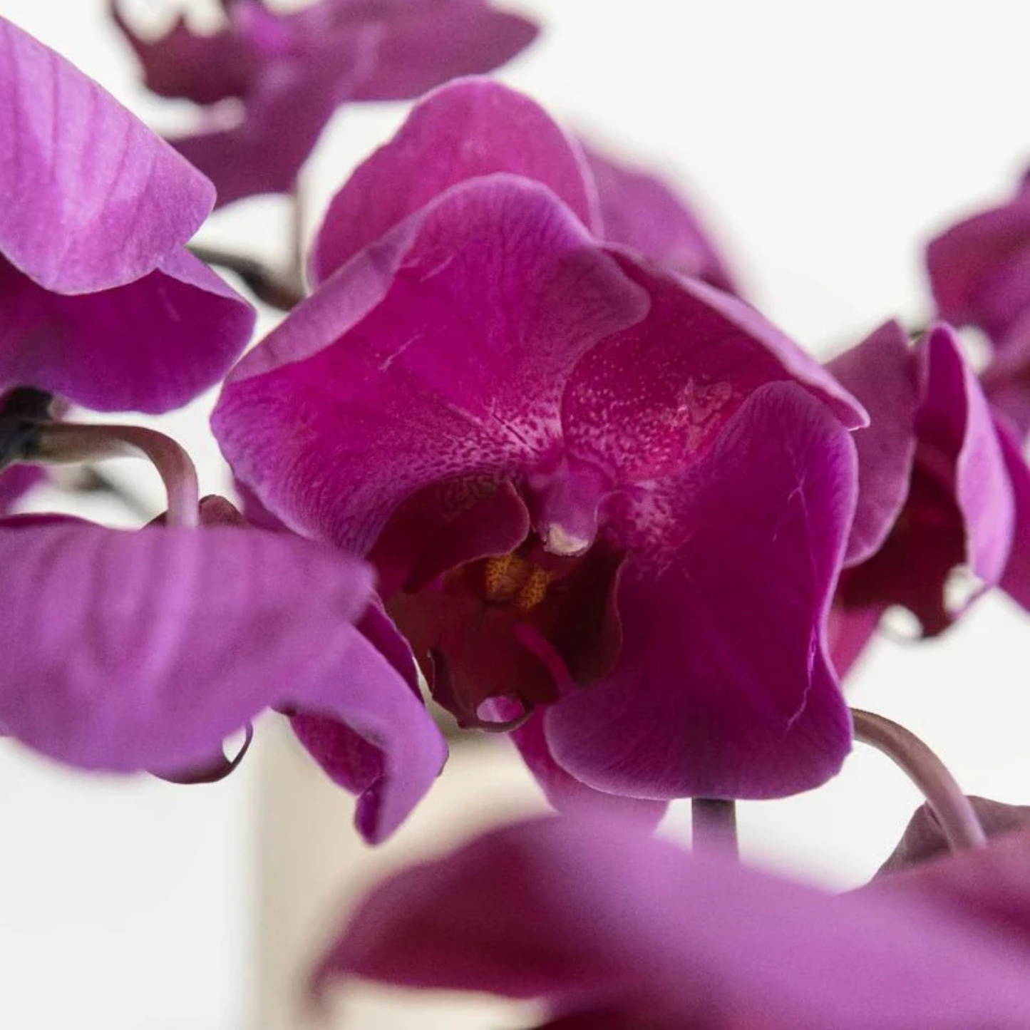 PURPLE ORCHIDS