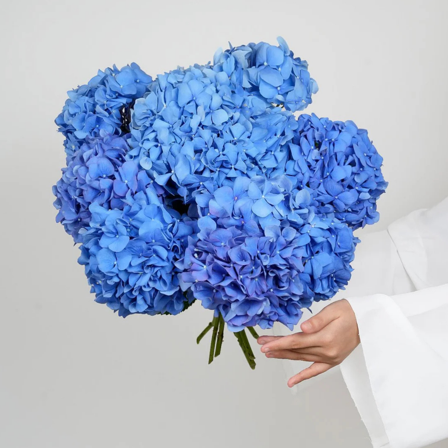 BLUE HYDRANGEA