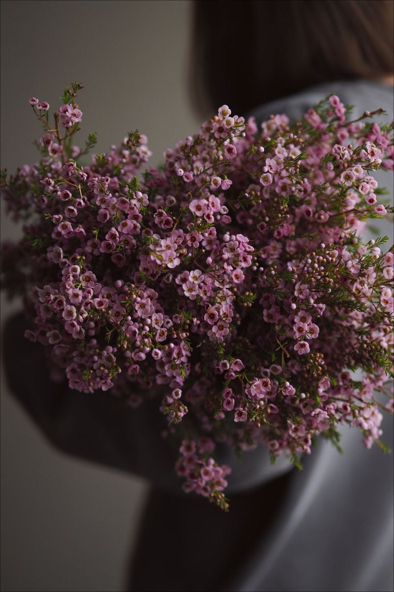 Bunch of Waxflower