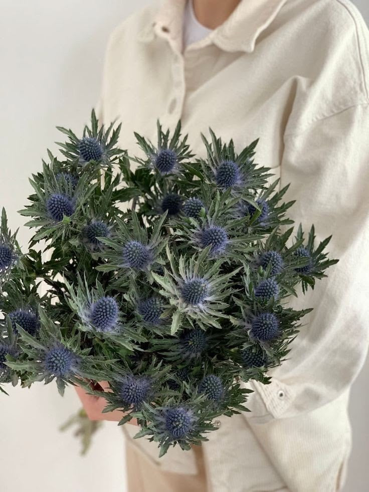 Bunch of Eryngium