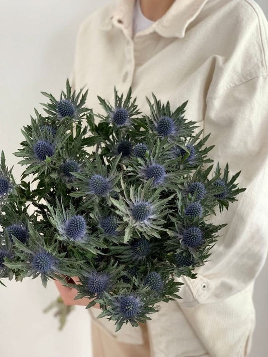 Bunch of Eryngium