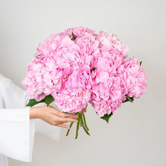 PINK HYDRANGEA