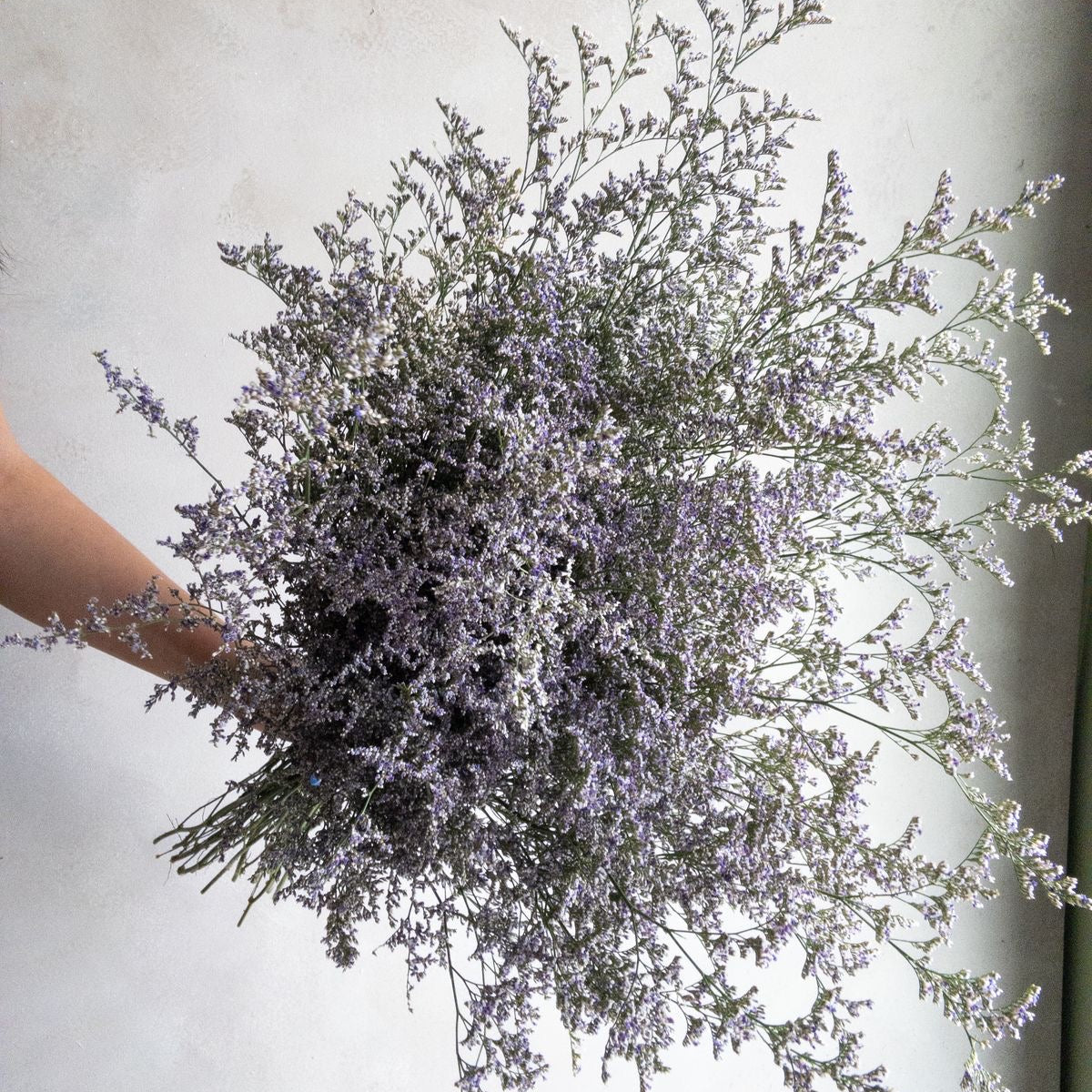 Bunch of Limonium
